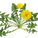Benefits of Dandelion plant