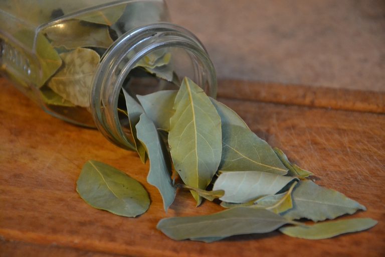 laurel, bay leaf, spice-272961.jpg