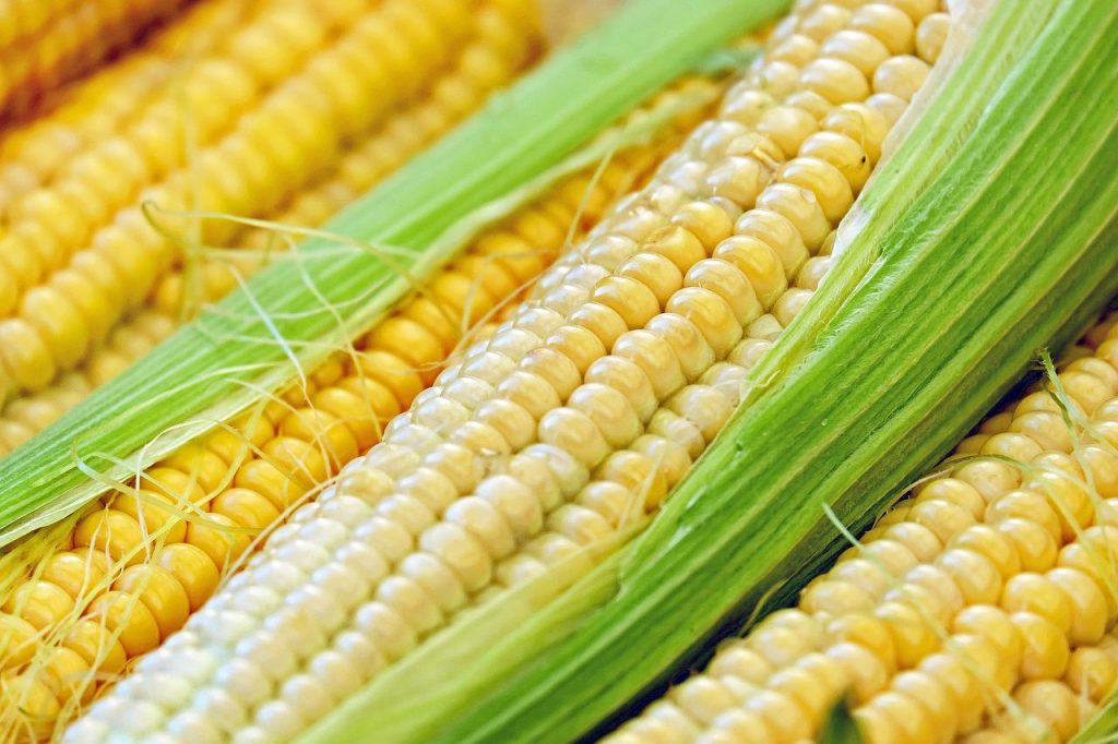 corn, corn on the cob, piston-1605664.jpg
