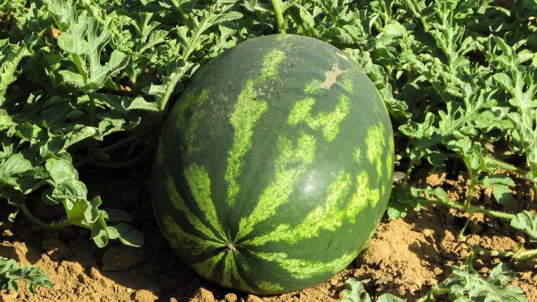 watermelon, plant, agriculture-1379990.jpg