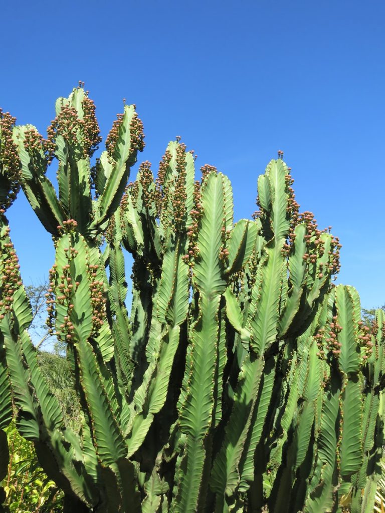 green cactus plant under blue sky during daytime
