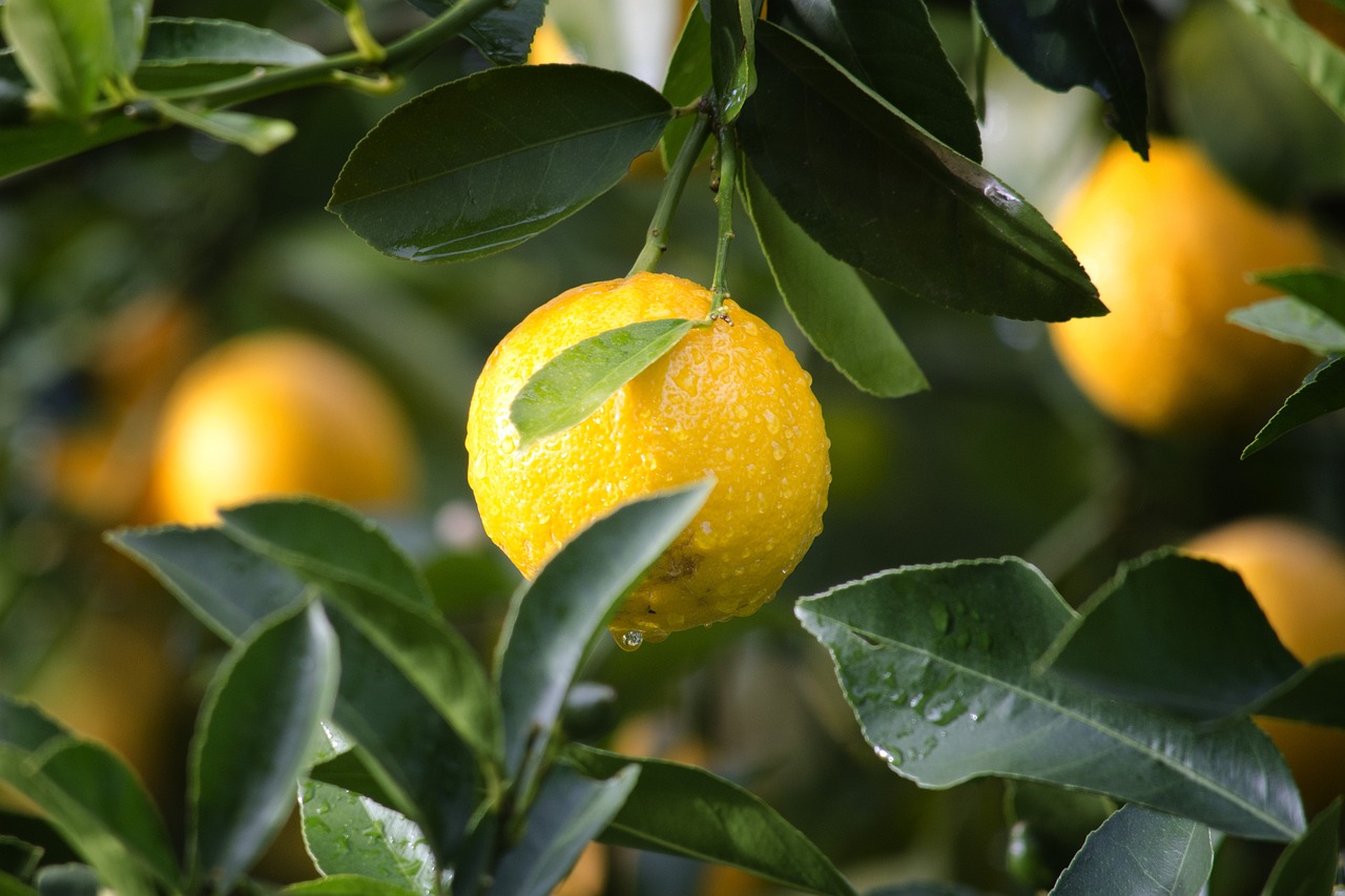agriculture, lemon, fruit-1846358.jpg